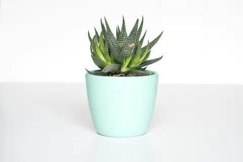 A small plant in a pot
