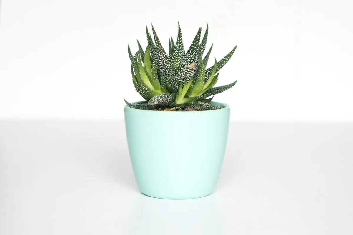 A small plant in a pot
